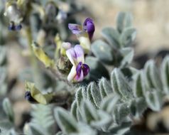 Image of widow's milkvetch