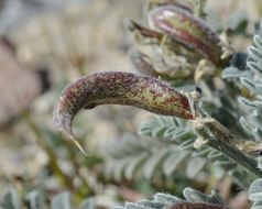 Image of widow's milkvetch