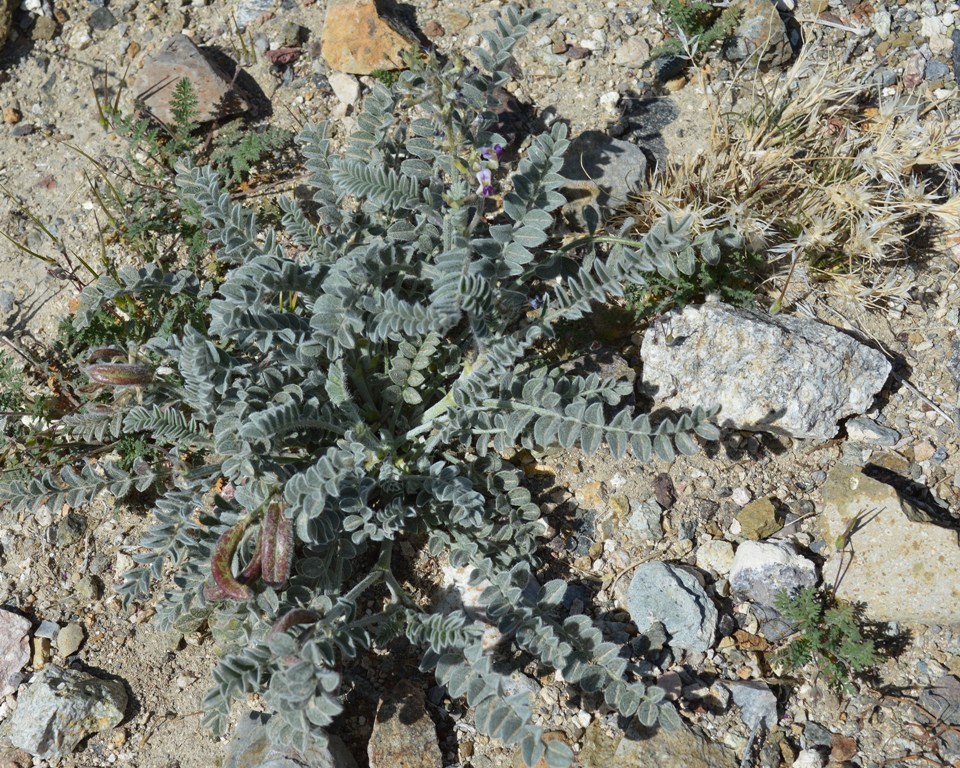 Image of widow's milkvetch