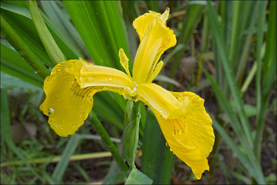 Image of yellow flag, yellow iris