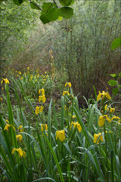 Image of yellow flag, yellow iris