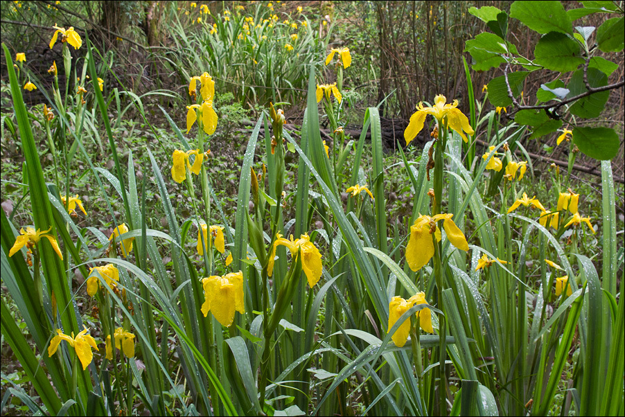 Image of yellow flag, yellow iris