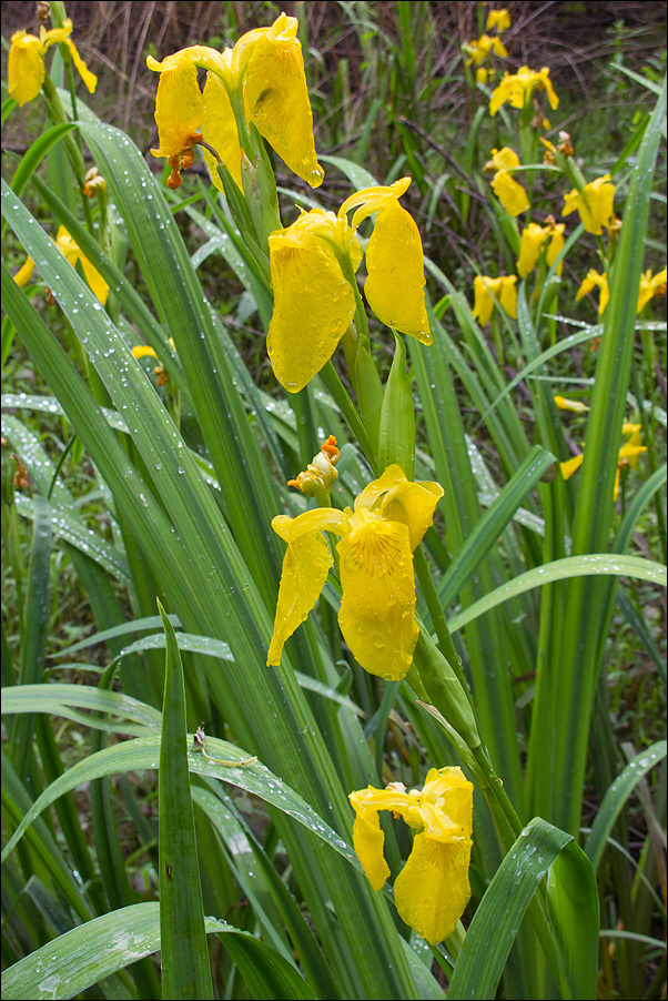 Image of yellow flag, yellow iris