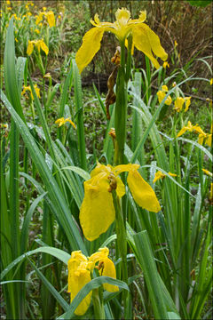 Iris pseudacorus L. resmi