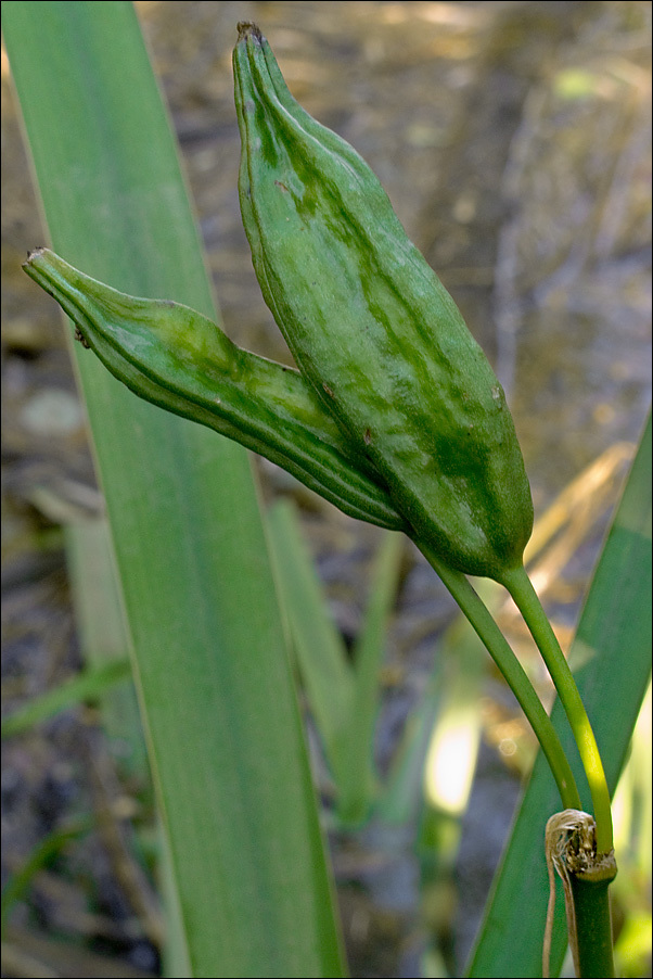 Image of yellow flag, yellow iris