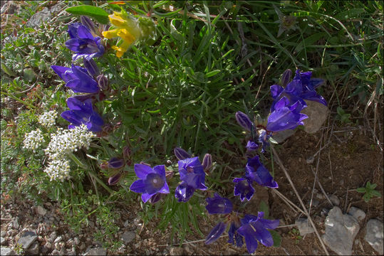 Image of <i>Edraianthus graminifolia</i>