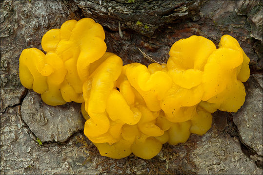 Image of Orange jelly spot