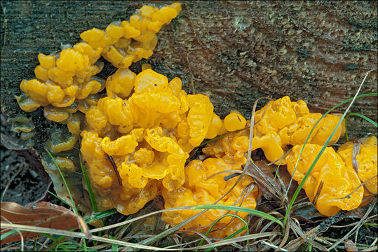 Image of Orange jelly spot