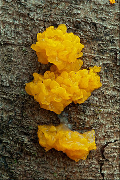 Image of Orange jelly spot