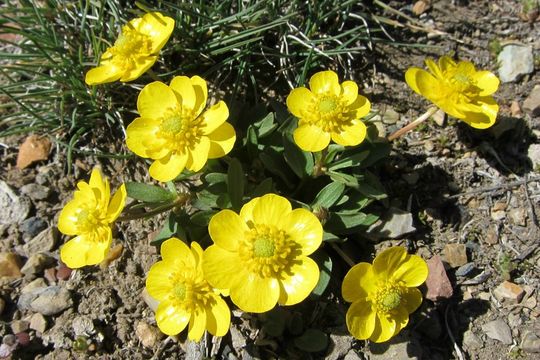 Image of sagebrush buttercup