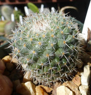 Image de Mammillaria parkinsonii Ehrenb.