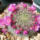 Image of Mammillaria zeilmanniana Boed.