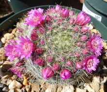 Image of Mammillaria zeilmanniana Boed.