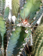 Image de <i>Cereus grandicostatus</i>