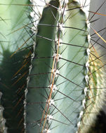 Image de <i>Cereus grandicostatus</i>