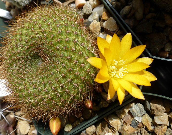 Image of <i>Rebutia marsoneri</i>