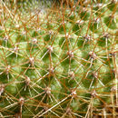 Image of <i>Rebutia marsoneri</i>