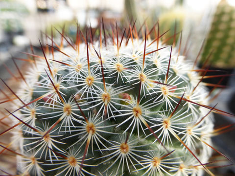 Image of <i>Mammillaria elegans</i>