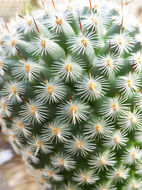 Imagem de <i>Mammillaria elegans</i>