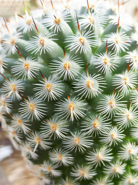 Image of <i>Mammillaria elegans</i>