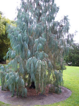 Image of Bhutan Cypress