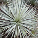 Sivun Yucca neomexicana Wooton & Standl. kuva