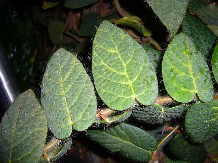 Image of Ficus villosa Bl.