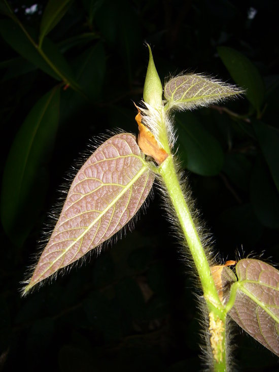 Image de Ficus villosa Bl.