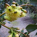 Eucalyptus grossa F. Müll. ex Benth. resmi