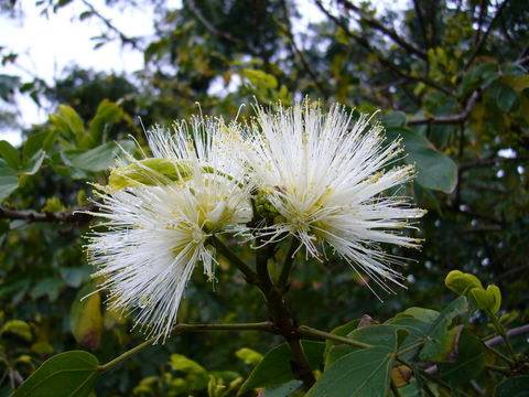 Imagem de Calliandra haematocephala Hassk.