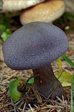 Image of Cortinarius hercynicus (Pers.) M. M. Moser 1967