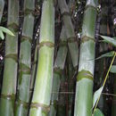 Image of Beechey's bamboo