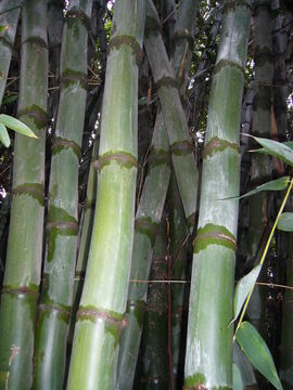 Image of Beechey's bamboo