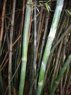 Image of puntingpole bamboo