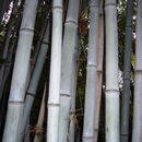 Image of bamboo