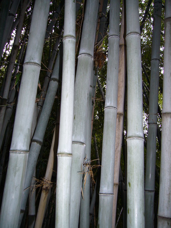 Image of black bamboo