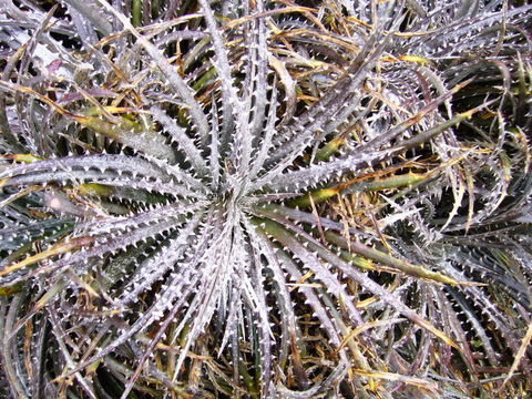 Image of Dyckia fosteriana L. B. Sm.