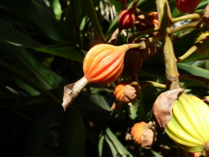 Image de Alpinia zerumbet (Pers.) B. L. Burtt & R. M. Sm.