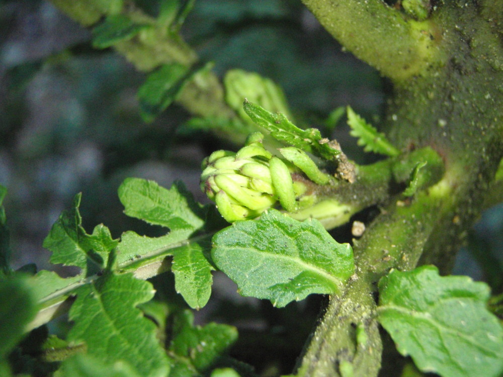 صورة Cyanea shipmanii Rock