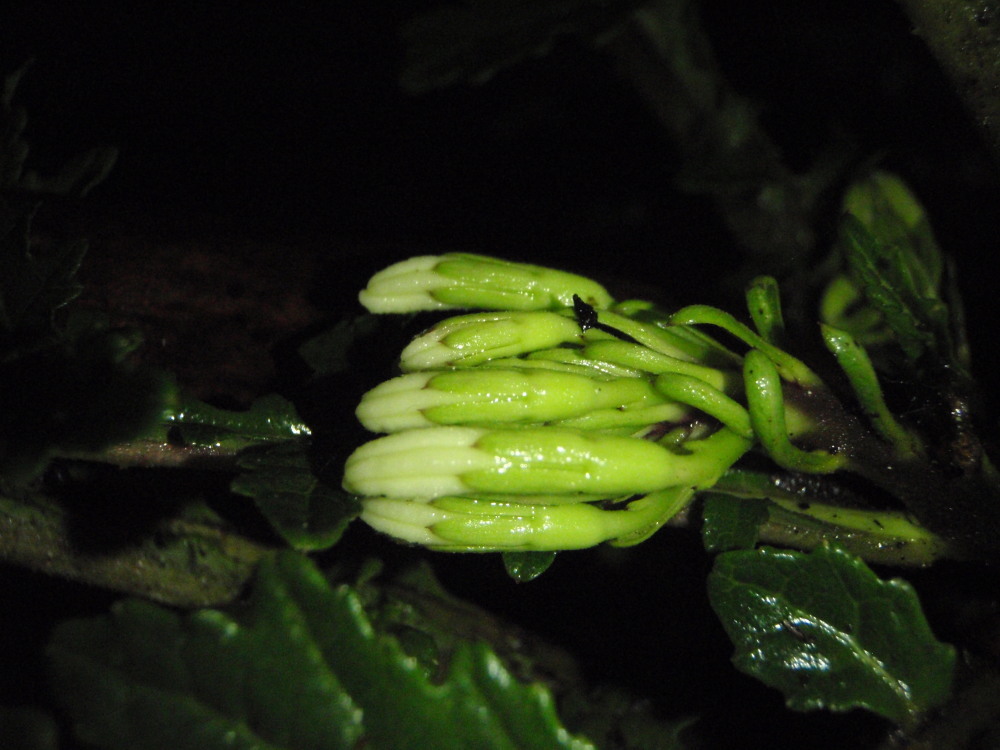 صورة Cyanea shipmanii Rock