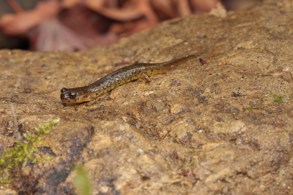 Image of Southern Torrent Salamander