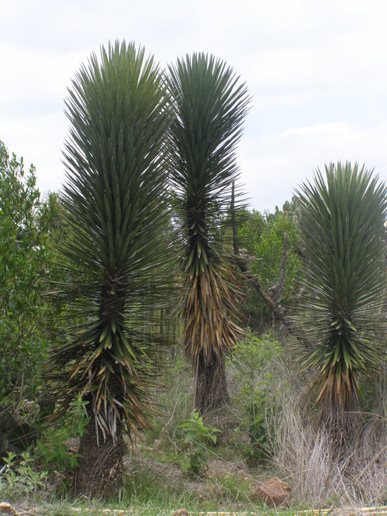 Image of Palma China yucca