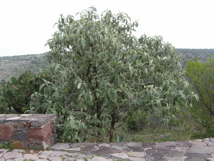 Image of Buddleja cordata Kunth