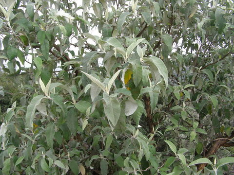 Image of Buddleja cordata Kunth