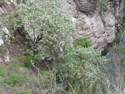 Image of Buddleja cordata Kunth