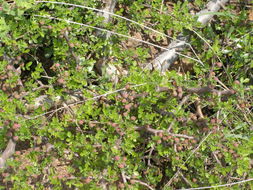 Image of fragrant bursera