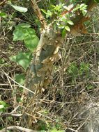 Image of fragrant bursera