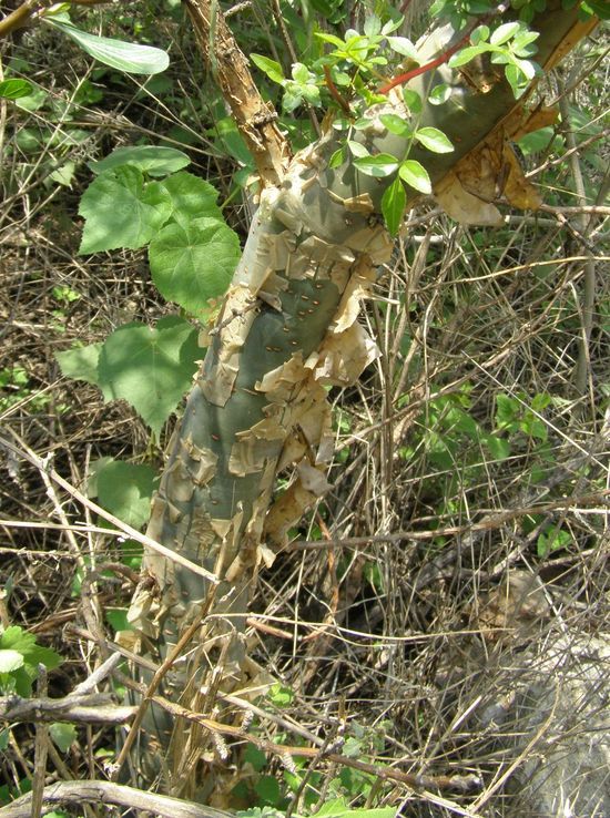 Image of fragrant bursera