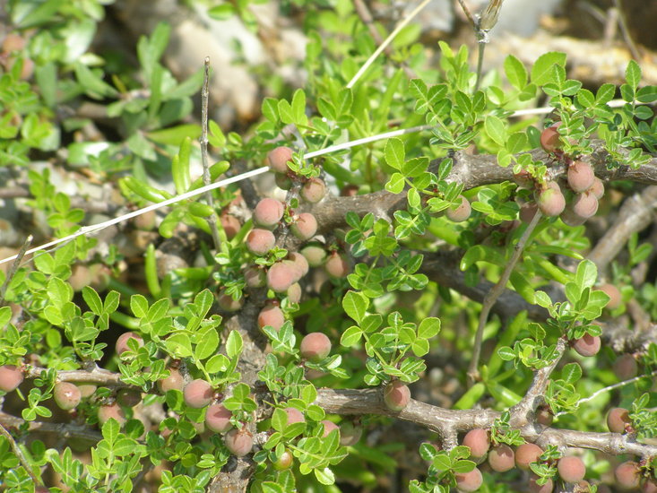 Image of fragrant bursera