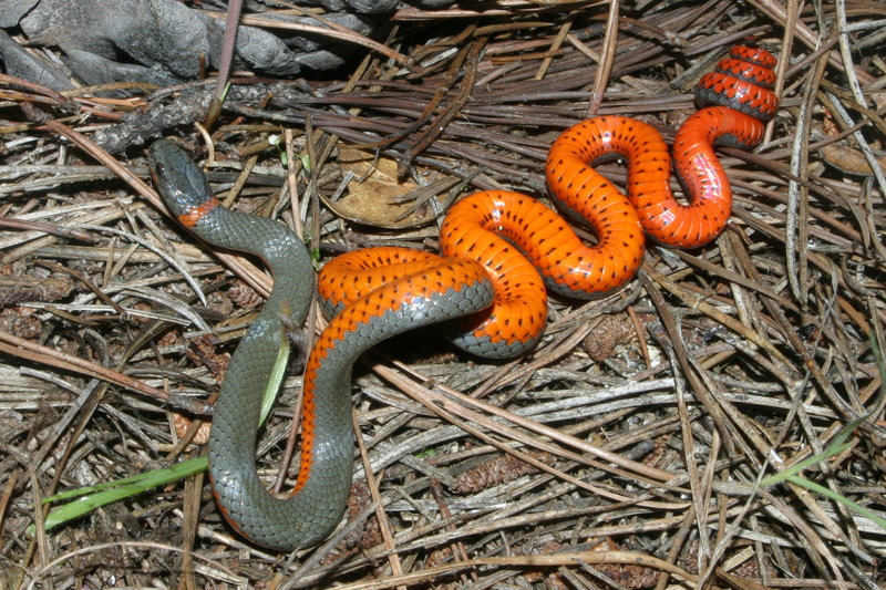 Image de Diadophis punctatus (Linnaeus 1766)